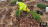 Thumbnail 33