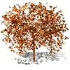 Fall Tree