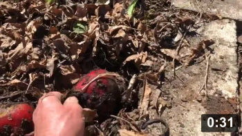 Not Deep Enough Mulch gardening

Cute Animals
[/the-ferment-farm/posts/categories/cute-animals]
Mulch Gardening
[/the-ferment-farm/posts/categories/mulch-gardening]
Harvesting
[/the-ferment-farm/posts/categories/harvesting]