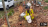 Thumbnail 31