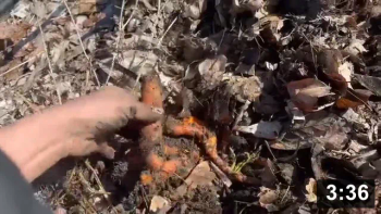 Vlog 6. Ferment Farm visit: 1. Garlic all came up! Beets got ravaged by voles,
but parsnips made it.

Harvesting
[/the-ferment-farm/posts/categories/harvesting]
Food Processing & Cooking
[/the-ferment-farm/posts/categories/food-processing-and-cooking]