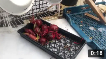 Veggie Washing-its all about the fan spray!

Preparing Vegetables
[/the-ferment-farm/posts/categories/preparing-vegetables]