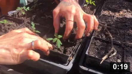 Planting
[/the-ferment-farm/posts/categories/planting]