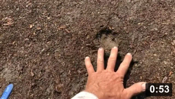 I’m creating more life by adding more life. “Breaking down” the possibly too
much manure is what i was trying to say.

Mulch Gardening
[/the-ferment-farm/posts/categories/mulch-gardening]