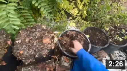 Rooftop garden winterizing tips n tricks vlog.

Cover n stuff pots (especially edges) with leaves.

Guides
[/the-ferment-farm/posts/categories/guides]