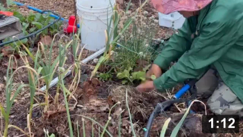 7.Purple potato planting & the deep mulch story. Bless the Hippies in that
commune for making that film. And Mr.Smith for showing it to his grade 6 class.
I paid attention to it. Coincidentally, this clip is 1:11. A new beginning for
those to grow food. Without weeding, and 70%less water loss from evaporation.
Visit my 25 year old website:

http://www.mulchgardening.com/index.html
[http://www.mulchgardening.com/index.html]