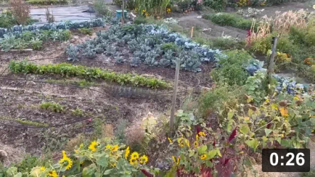I am but one man, and do what i can.

Just for Fun
[/the-ferment-farm/posts/categories/just-for-fun]
Ferment Farm 5
[/the-ferment-farm/posts/categories/ferment-farm-5]
Mulch Gardening
[/the-ferment-farm/posts/categories/mulch-gardening]
Harvesting
[/the-ferment-farm/posts/categories/harvesting]
Preparing Vegetables
[/the-ferment-farm/posts/categories/preparing-vegetables]