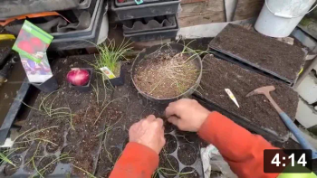 Vlog3: Planting red onions for Quercetin

Why not try fermenting a high antihistamine veggie, for those with histamine
intolerance? Catch 21: ferments create a healthy gut, but some unhealthy ones
cannot take the high histamines produced by fermenting.

Also I mispoke in the video initially: Cooked cabbage does NOT have 4X more
vitamin C as raw, FERMENTED cabbage does! Who hired this guy for The Institute
of Natural Fermentation anyways?

Fermenting
[/the-ferment-farm/posts/categories/fermenting]
Guides
[/the-ferment-farm/posts/categories/guides]
Planting
[/the-ferment-farm/posts/categories/planting]