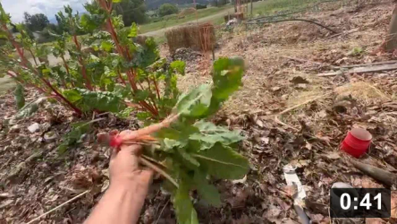 Chard roots are so similar to beets.

Harvesting
[/the-ferment-farm/posts/categories/harvesting]