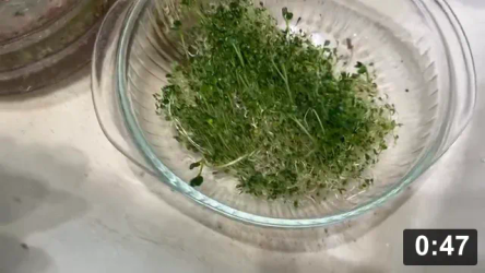 Amaranth sprouts with Icarus

Sprouts
[/the-ferment-farm/posts/categories/sprouts]
Cute Animals
[/the-ferment-farm/posts/categories/cute-animals]