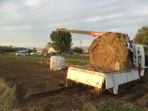 No weeding was required once the silage got rolled out. Silage is sauerkraut for
cows. They produce twice as much milk and are never sick because of this
fermented grass. I wonder if kraut does the same for lactating humans.