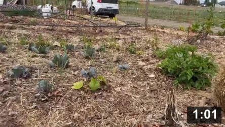 Just love chard!

Perimeter planted with chard. Animals don’t like it because of the oxalic acid

One row of red chard, one row of yellow, interspaced with rosemary, and then
some purple cabbages because I have lots!

Planting
[/the-ferment-farm/posts/categories/planting]
Guides
[/the-ferment-farm/posts/categories/guides]