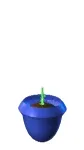 Growing plant
