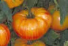 Pineapple Tomato