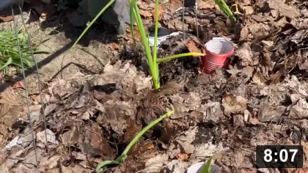 Vlog 22 catchup: Father’s day. Teaching youngsters how to grow food. Magic!
Three Boyos and two Grand kiddies red onion planting AT THE SAME TIME! Takes the
same kinda wizard that can grow the world’s largest pickle
[/mulch-gardening/big-larry-cucumber].

Notes:

 * If only children learned to plant & nurture. Not kill unwanted plants
   (Weeding). It’s a Divine Parent thing. Teach by example. Though teaching…. So
   hard. Respect to all those teachers i helped retire by teaching how to grow
   food. Much penance is due!
 * Knocking blossoms off plants that have small bwains (too long in pots) like
   pickling cucumbers can stimulate the roots to start growing to full
   potential. Big root= big bwain

Just for Fun
[/the-ferment-farm/posts/categories/just-for-fun]
Planting
[/the-ferment-farm/posts/categories/planting]