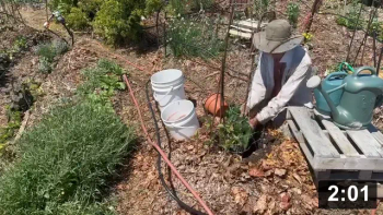 Ferment Farm visit No.11

In go the Sicilian Serpent Zucchini, the BigLarrysons, and a taste of
irrigation.

Irrigation
[/the-ferment-farm/posts/categories/irrigation]
Planting
[/the-ferment-farm/posts/categories/planting]