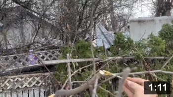 Shaping the apple tree. Vlogging first pruning.