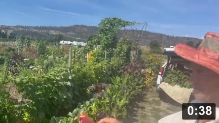 FermentFarm Sept visit: Foodbanking chard, companion gardening, and DeVine
Conception.

Notes:

 * Perimeter chard (keeps animals away) with sage, rosemary, cabbage & castor in
   High density deep mulch supersoil.
 * Onions planted between purple cabbages
 * Using a male Sicilian Serpent flower ducktaped to a pole and rubbed with
   female flowers

Harvesting
[/the-ferment-farm/posts/categories/harvesting]
Guides
[/the-ferment-farm/posts/categories/guides]
Planting
[/the-ferment-farm/posts/categories/planting]