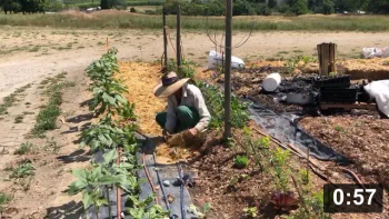 Coolin it down.

Guides
[/the-ferment-farm/posts/categories/guides]
Mulch Gardening
[/the-ferment-farm/posts/categories/mulch-gardening]