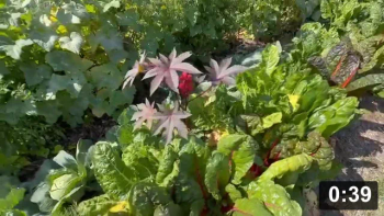  2. Perimeter chard with sage, rosemary, cabbage & castor. High density deep
    mulch supersoil.