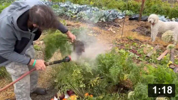 Im to sexy for my bed (garden, that is!)

Harvesting
[/the-ferment-farm/posts/categories/harvesting]