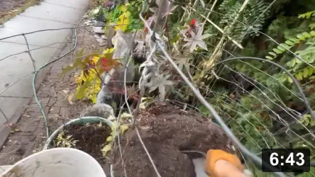 Home garden winter prep vlog 3: Totes n Towers…BIGGEST pots!

Notes:

 * About every 5 years need to remove some soil so i can deep mulch the top
   again.
 * Favourite digging tool: Small shovel grinded-off. #2 pick gopher shovel
 * Favourite way to move stuff: Dolly. Better helper than wheelbarrow
 * Cedar roots (any tree or bush as well) can eat your supersoil n steal water!

Guides
[/the-ferment-farm/posts/categories/guides]
Mulch Gardening
[/the-ferment-farm/posts/categories/mulch-gardening]