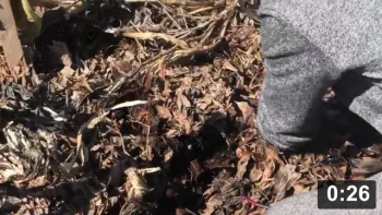 More beets n carrots

Harvesting
[/the-ferment-farm/posts/categories/harvesting]
Mulch Gardening
[/the-ferment-farm/posts/categories/mulch-gardening]