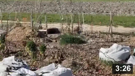 Vlog.10 Ferment Farm pathways.

New & old using wood chips, they make better pathways than leaves or sand.

Notes:

 * We’re spreading chips over pathways made of sand. Pathways that turned into
   clay moats and grew weeds and had to be filled. Lesson here is always have
   your pathways HIGHER than your garden beds. (Water travels downhill)
 * Farm plots are still available! $125/yr, just under 20x80 ft.

Mulch Gardening
[/the-ferment-farm/posts/categories/mulch-gardening]
Cool Projects
[/the-ferment-farm/posts/categories/cool-projects]